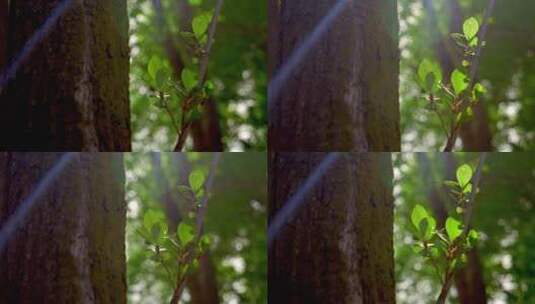 林间 白杨树 树叶 唯美光线 树木 绿叶高清在线视频素材下载