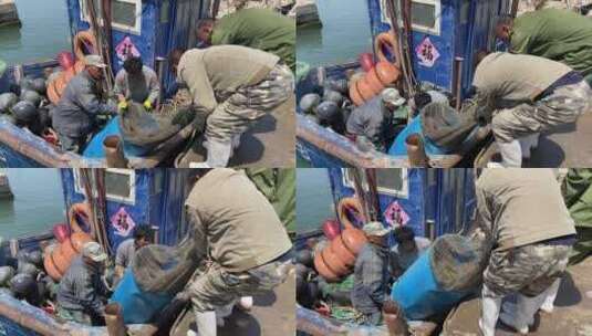 烟台大黑山岛，码头上渔民打渔归来海鲜收获高清在线视频素材下载