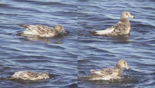 海鸥在水上漂浮着高清在线视频素材下载