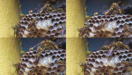 南京鸡鸣寺屋檐下的马蜂窝大黄蜂特写实拍高清在线视频素材下载