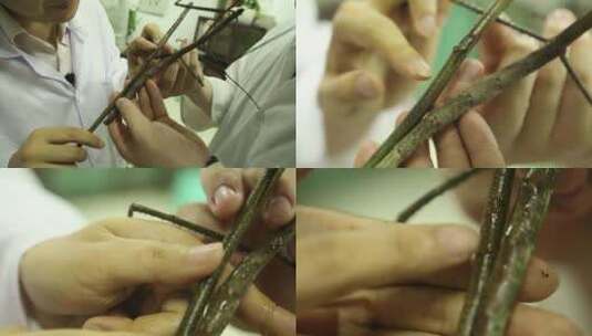 （4K）J四川都江堰巨竹节虫对比板栗树树枝高清在线视频素材下载