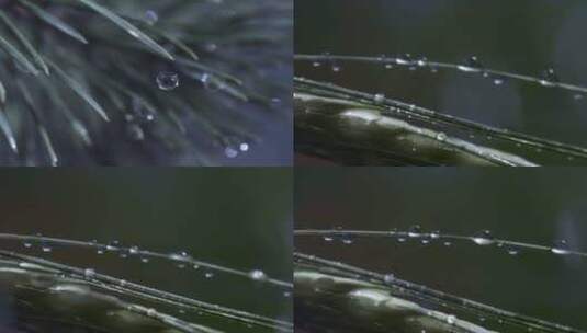 雨天中的植物水珠高清在线视频素材下载