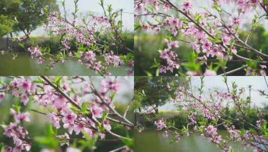 原创拍摄德清县下渚湖开花季节河边高清在线视频素材下载