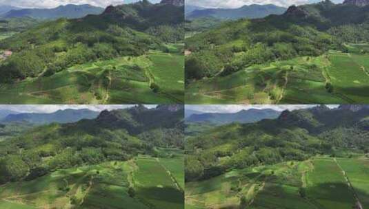 茶田 航拍 山区 农家 茶叶种植高清在线视频素材下载