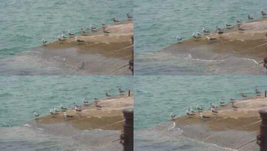 山东省荣成市那香海鸡鸣岛码头上栖息的海鸥高清在线视频素材下载