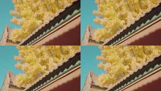 北京故宫紫禁城延禧宫秋天的银杏高清在线视频素材下载