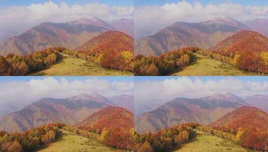 航拍秋季森林香山红叶秋天景色高清在线视频素材下载