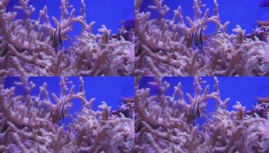 海底世界 活珊瑚 热带鱼高清在线视频素材下载