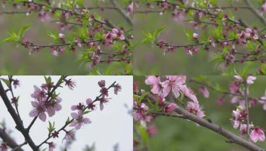 湖南花恒县桃树高清实拍高清在线视频素材下载