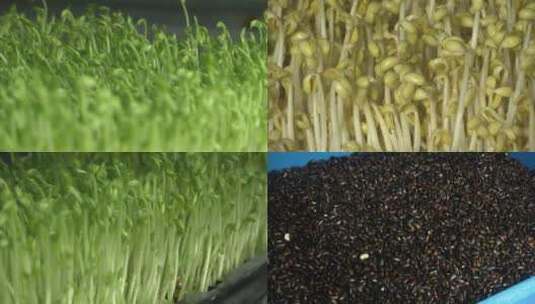 豆芽 豆芽菜 健康绿色 绿色食品高清在线视频素材下载