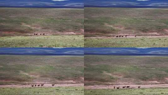 青海可可西里藏羚羊野生动物实拍航拍视频高清在线视频素材下载