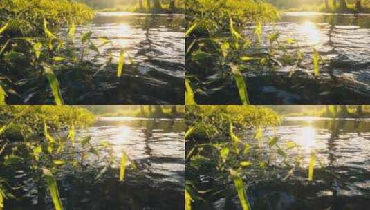 4K拍摄日落时分溪水流动的山间树林高清在线视频素材下载