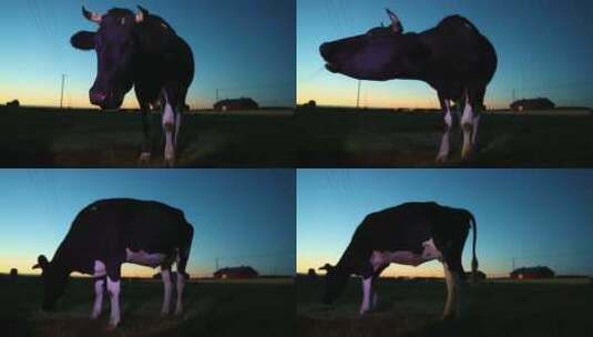 日出日落时,牧场里的奶牛呕吐反刍高清在线视频素材下载