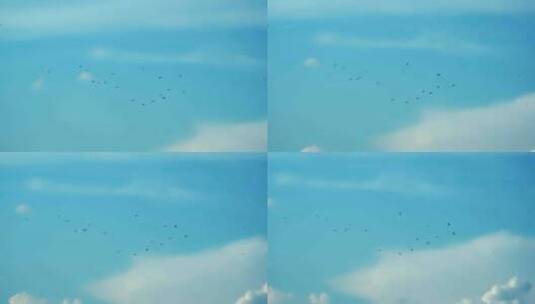 蓝天下飞鸟群飞升格高清在线视频素材下载