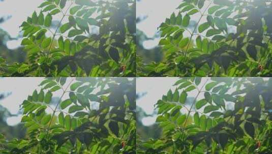 树叶阳光 阳光透过树叶 唯美空镜绿叶阳光高清在线视频素材下载