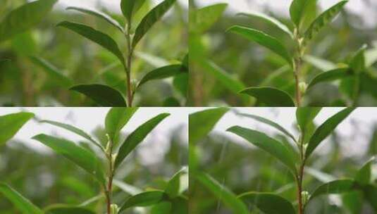 茶叶 春天 嫩叶 茶树高清在线视频素材下载