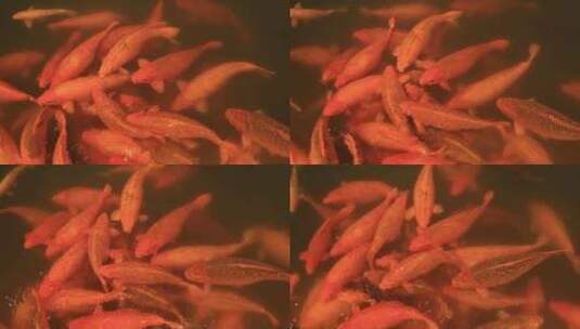 观赏鱼 锦鲤高清在线视频素材下载