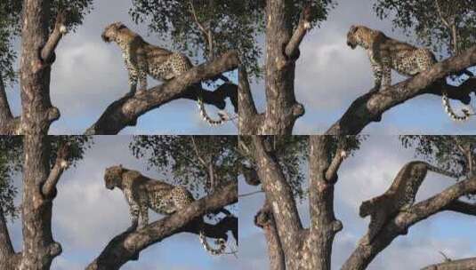 白天烈日下，豹子栖息在树上喘气，然后伸展身体，爬上高处高清在线视频素材下载