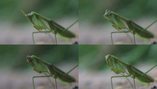 螳螂 刀螂 昆虫螳螂吃手绿色生态高清在线视频素材下载