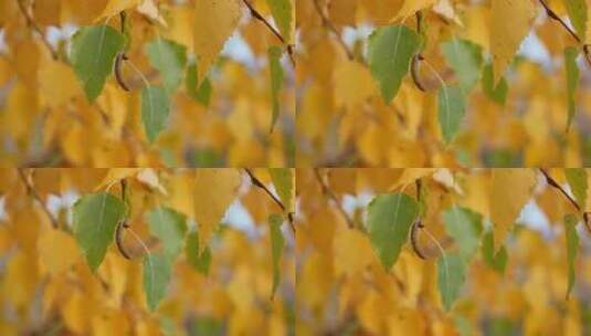 4k秋天即将枯黄的绿叶高清在线视频素材下载