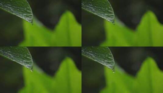 雨后充满露水的叶片高清在线视频素材下载