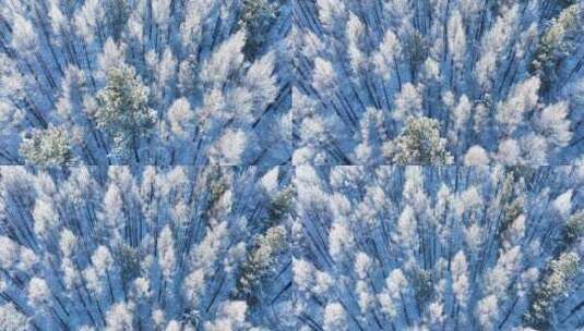 俯拍初冬松树林雾凇雪松树冠雪景高清在线视频素材下载