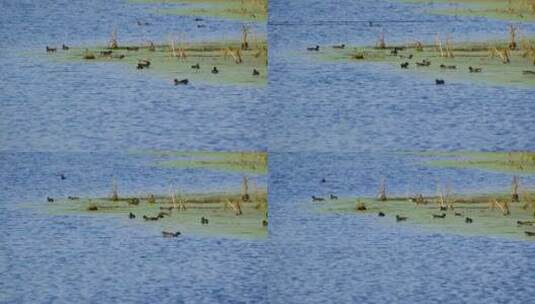 夏天池塘湿地小鸟觅食黑水鸡高清在线视频素材下载