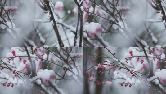 冬季下雪红梅花盛开红梅傲雪高清在线视频素材下载