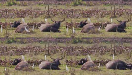 水牛与白鹭 动物之间和谐相处高清在线视频素材下载