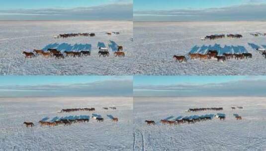 航拍呼伦贝尔冬季草原马群-151高清在线视频素材下载
