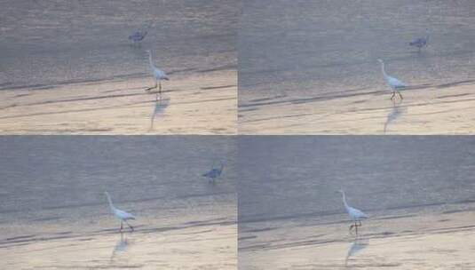 白鹭在深圳湾公园滩涂觅食高清在线视频素材下载