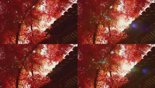 秋天阳光穿过树叶 唯美红叶红枫光影高清在线视频素材下载