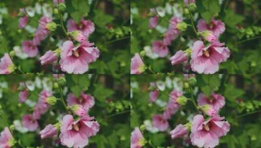 植物 自然 喇叭花 牵牛花 粉色小花高清在线视频素材下载