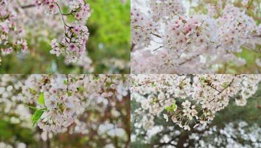 北京玉渊潭公园樱花节春天盛开的樱花高清在线视频素材下载