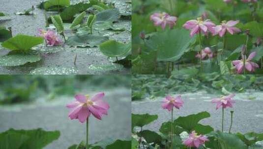 荷花池塘大雨高清在线视频素材下载