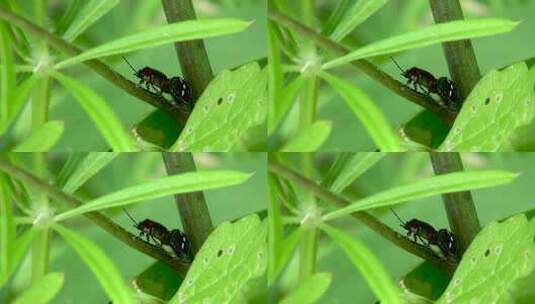 白菜虫昆虫在绿色植物间实拍视频高清在线视频素材下载