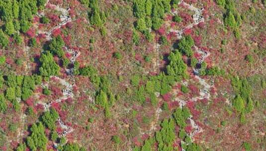 长江三峡巫峡红叶高清在线视频素材下载