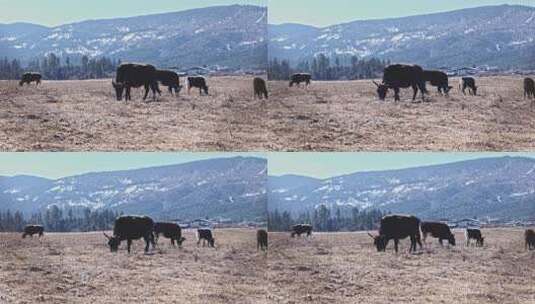 香格里拉雪山耗牛养殖高清在线视频素材下载