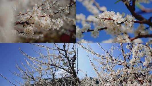 广东茂名信宜钱排 李花 双合 三华李花高清在线视频素材下载