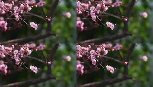 春天江南园林里盛开绽放的梅花花簇高清在线视频素材下载