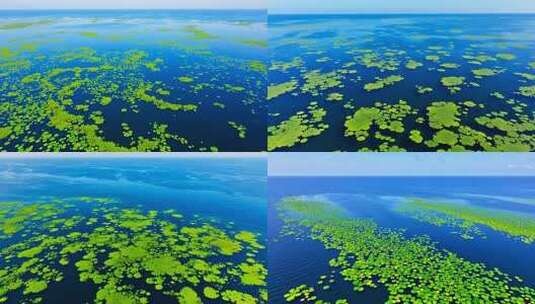 水面漂浮绿色植物俯瞰画面高清在线视频素材下载