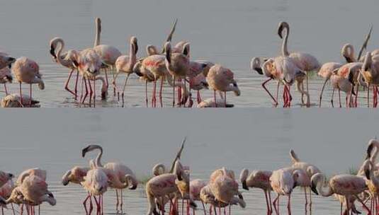 湖边聚集的火烈鸟群高清在线视频素材下载