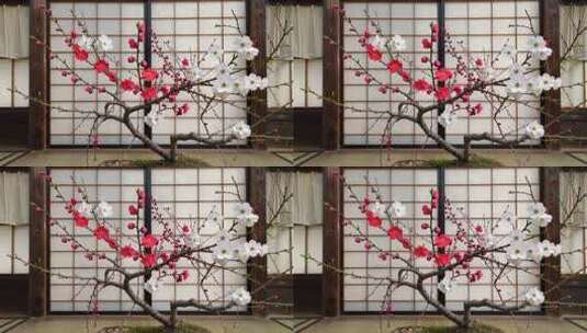 日式房间内梅花盆栽特写高清在线视频素材下载