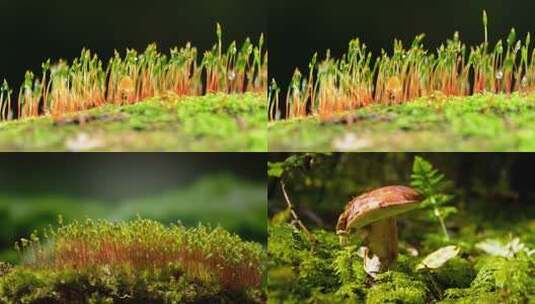 微距下生长的苔藓植物高清在线视频素材下载