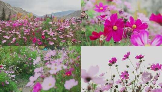 格桑花花海高清在线视频素材下载