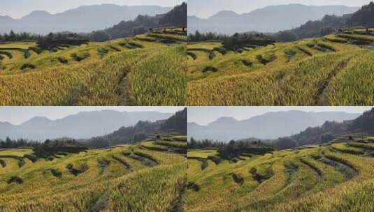 航拍浙江丽水云和梯田 秋天丰收的金色稻田高清在线视频素材下载