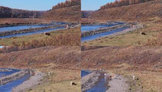 内蒙古阿尔山不冻河航拍高清在线视频素材下载