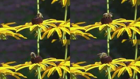 蜜蜂采蜜微距特写素材高清在线视频素材下载
