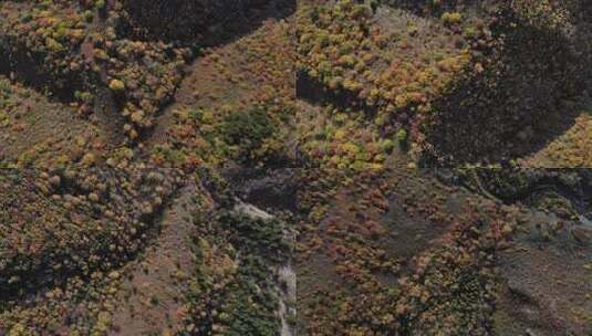 坝上秋色高清在线视频素材下载