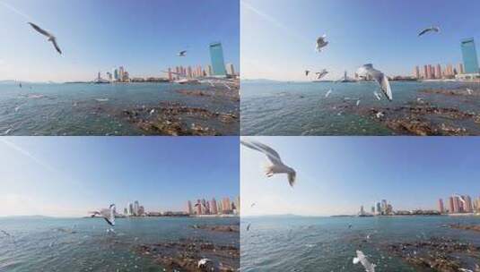 青岛栈桥冬季的海鸥高清在线视频素材下载